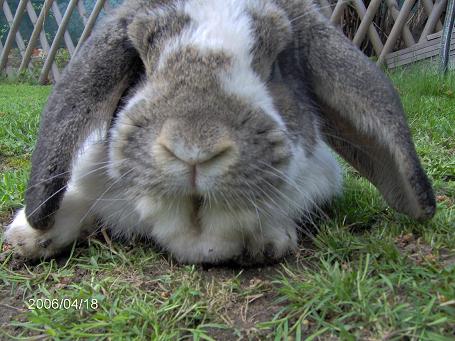 Gandalf