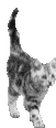 cicus